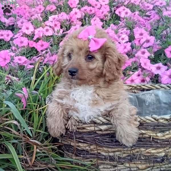 Jacqueline, Cavapoo Puppy